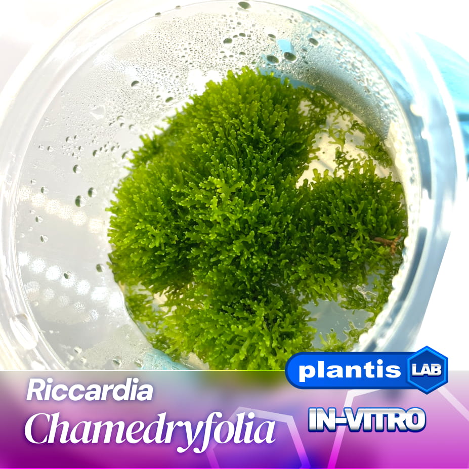 Mech Riccardia Chamedryfolia Mini Pelia In Vitro Kubek 5cm.jpg